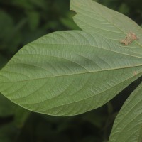 Flemingia macrophylla (Willd.) Kuntze ex Merr.